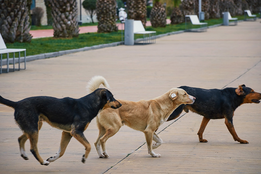 Dogs