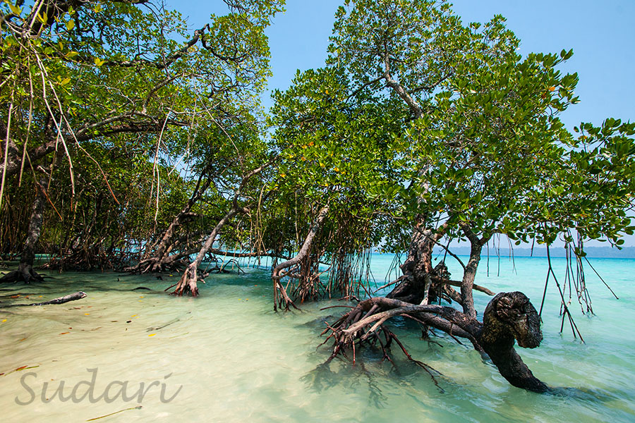 Mangroves_in_Sri_Lanka